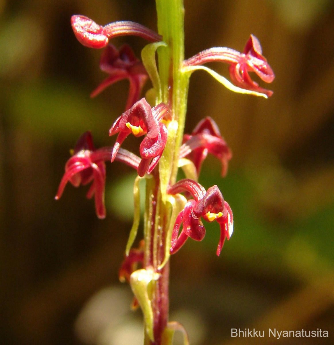 Malaxis discolor (Lindl.) Kuntze